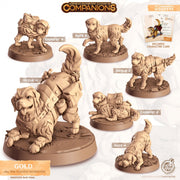 Gold - Golden Retriever mini