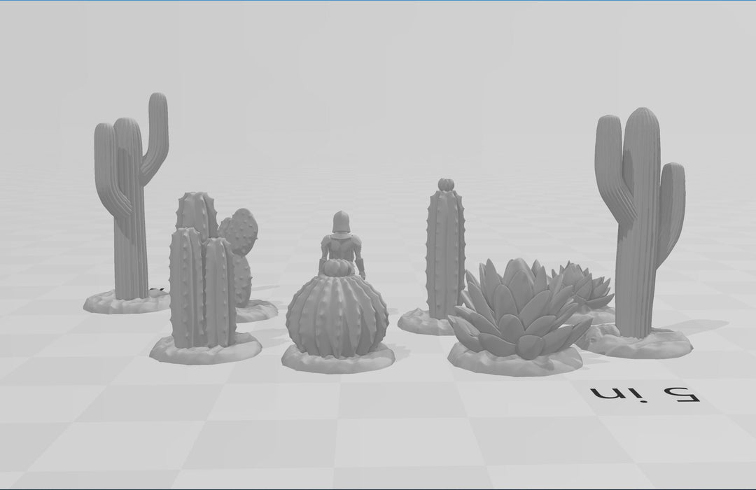 Desert Plants and Cactii